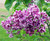 Common Lilac, Sensation