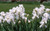Bearded Iris, Immortality Bearded Iris, Immortality