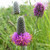 Prairie Clover Prairie Clover