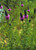 Prairie Clover Prairie Clover