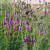 Prairie Clover Prairie Clover