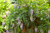 Wisteria, Summer Cascade Wisteria, Summer Cascade