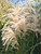 Plumes of maiden grass seed heads in early fall. Plumes of maiden grass seed heads in early fall.