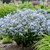 Blue Star (Amsonia), Storm Cloud Blue Star (Amsonia), Storm Cloud