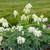 Dicentra 'White Diamonds', Bleeding Heart 'White Diamonds' Dicentra 'White Diamonds', Bleeding Heart 'White Diamonds'