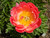 Peony 'Coral Sunset' --photo courtesy of Missouri Botanical Center