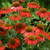 Coneflower, Artisan Red Ombre Coneflower, Artisan Red Ombre