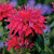 Bee Balm, Cherry Pops Bee Balm, Cherry Pops