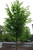 Elm, Princeton American Elm, Princeton American
