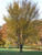 Elm, Princeton American Elm, Princeton American