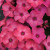 Phlox (Garden), Super Ka-Pow Coral Phlox (Garden), Super Ka-Pow Coral