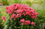 Phlox (Garden), Super Ka-Pow Coral Phlox (Garden), Super Ka-Pow Coral