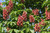 Buckeye, Mystic Ruby Buckeye, Mystic Ruby