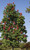 Buckeye, Mystic Ruby Buckeye, Mystic Ruby