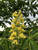 Buckeye, Early Glow Buckeye, Early Glow