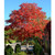 Buckeye, Early Glow Buckeye, Early Glow