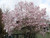Magnolia, Leonard Messel Magnolia, Leonard Messel
