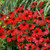 Coneflower, Sombrero Salsa Red Coneflower, Sombrero Salsa Red