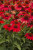 Coneflower, Sombrero Salsa Red Coneflower, Sombrero Salsa Red