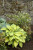 Hosta, Guacamole Hosta, Guacamole