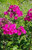 Phlox (Garden), Super Ka-Pow Fuschia Phlox (Garden), Super Ka-Pow Fuschia
