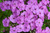 Phlox (Garden), Super Ka-Pow Lavender Phlox (Garden), Super Ka-Pow Lavender