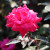 Pink Knock Out Rose Pink Knock Out Rose