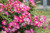 Groundcover Rose, Pink Drift Carpet Groundcover Rose, Pink Drift Carpet