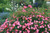 Groundcover Rose, Pink Drift Carpet Groundcover Rose, Pink Drift Carpet