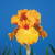 Bearded Iris, Savannah Sunset Bearded Iris, Savannah Sunset