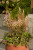Astilbe, Beauty of Ernst/Color Flash Astilbe, Beauty of Ernst/Color Flash