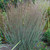 Blue Heaven™ in the landscape. ©Walters Gardens, Inc. Blue Heaven™ in the landscape. ©Walters Gardens, Inc.
