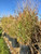'Shenandoah' switch grass in the nursery in early autumn. 'Shenandoah' switch grass in the nursery in early autumn.