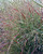 Fall color of an established clump of 'Shenandoah' switch grass. TimberPine
