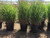 5 gallon containers of 'Shenandoah' in the nursery. 5 gallon containers of 'Shenandoah' in the nursery.