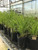 'Shenandoah' switch grass growing in the greenhouse. 'Shenandoah' switch grass growing in the greenhouse.