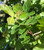 Fragrant Sumac, Gro-Low Fragrant Sumac, Gro-Low