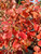 Autumnal coloring of 'Gro-Low' sumac. Autumnal coloring of 'Gro-Low' sumac.