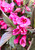 Weigela, Wine and Roses Weigela, Wine and Roses