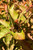Foliage in midsummer. Foliage in midsummer.