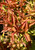 Foliage in midsummer. Foliage in midsummer.
