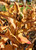 Fall color of Kodiak® Orange bush honeysuckle Fall color of Kodiak® Orange bush honeysuckle