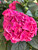 Fuchsia Glow™ large-leafed hydrangea close up. TimberPine