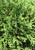 Foliage close up of 'Hetz Midget'. TimberPine