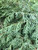 Close up of 'Grey Owl' juniper.