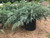 'Grey Owl' juniper in the nursery. TimberPine