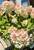 Aging blooms of 'Limelight' panicle hydrangea. Aging blooms of 'Limelight' panicle hydrangea.
