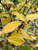 Yellow foliage in fall. Yellow foliage in fall.