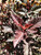 Leaves in mid-summer. Leaves in mid-summer.