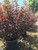 5 gallon containers in our nursery. 5 gallon containers in our nursery.